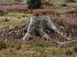 Tree Stump Removal Cambridgeshire